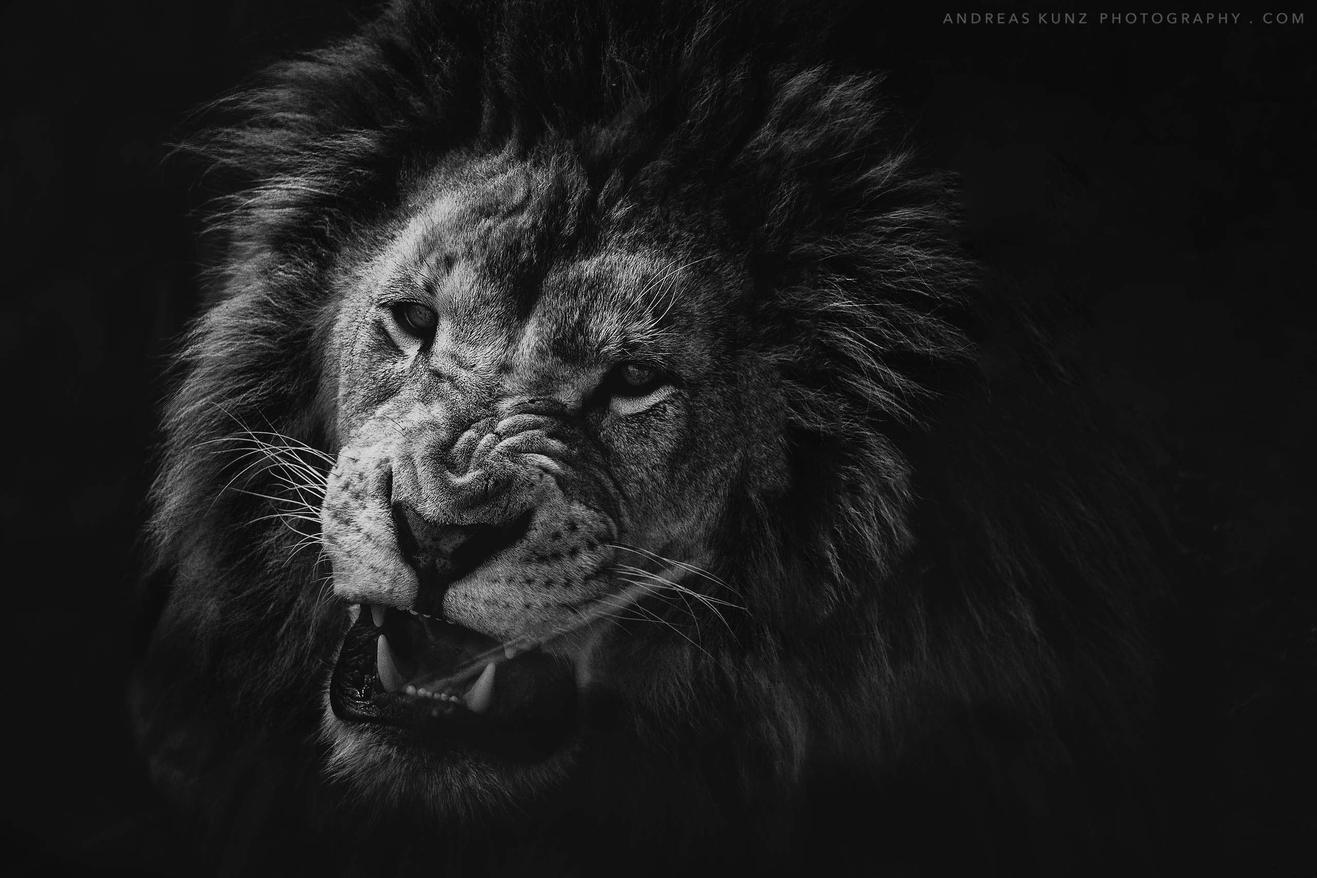 Black and White - Animals - andreaskunzphotography.com