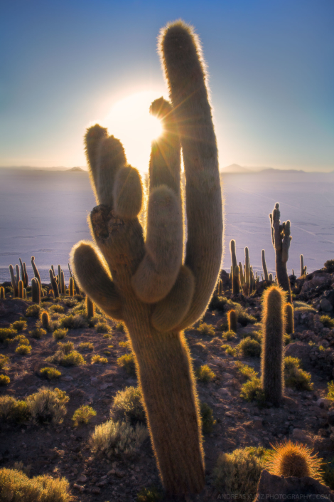 salar-uyuni-cactus-sunset-in-Bolivia