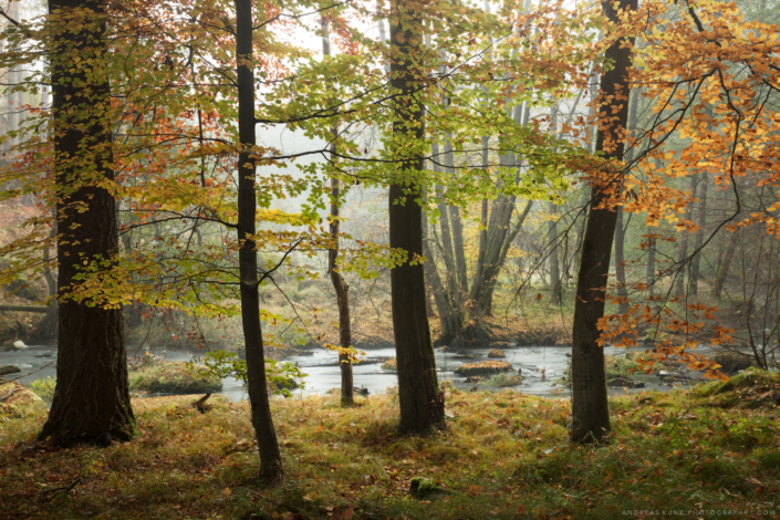 Autumn forest with little stream