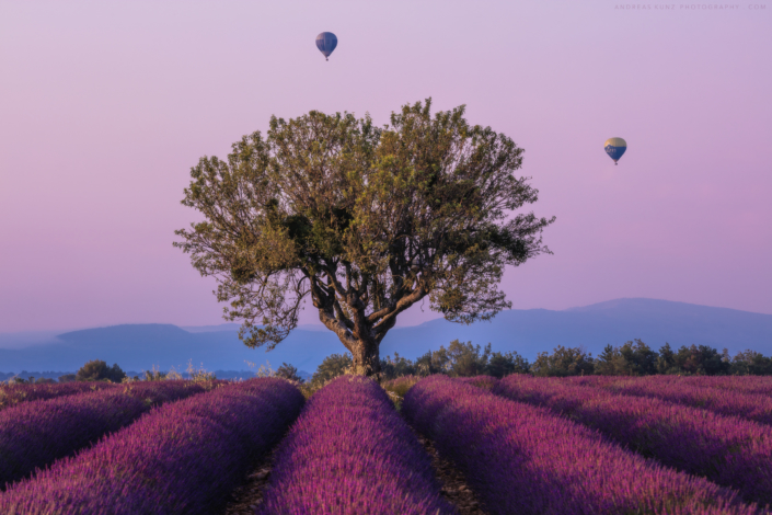 Lavender and balloons in France