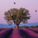 Lavender and balloons in France