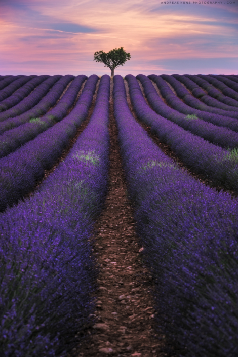 Lavender and tree at sunrise