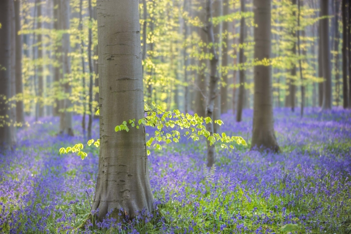 Hallerbos-with-tree-and-bluebells-backlight-Andreas-Kunz-Photography-2560