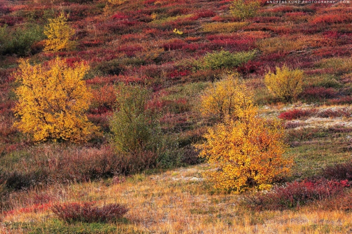 autumn-iceland-grass-land-