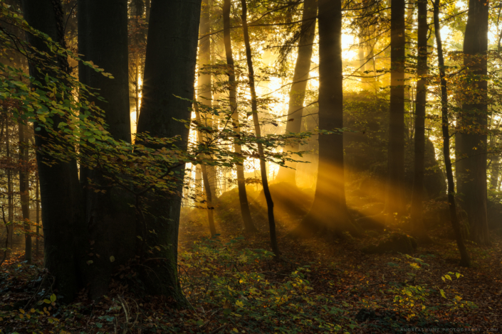 Forest and god rays