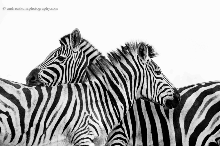 Fineart Zebras black and white